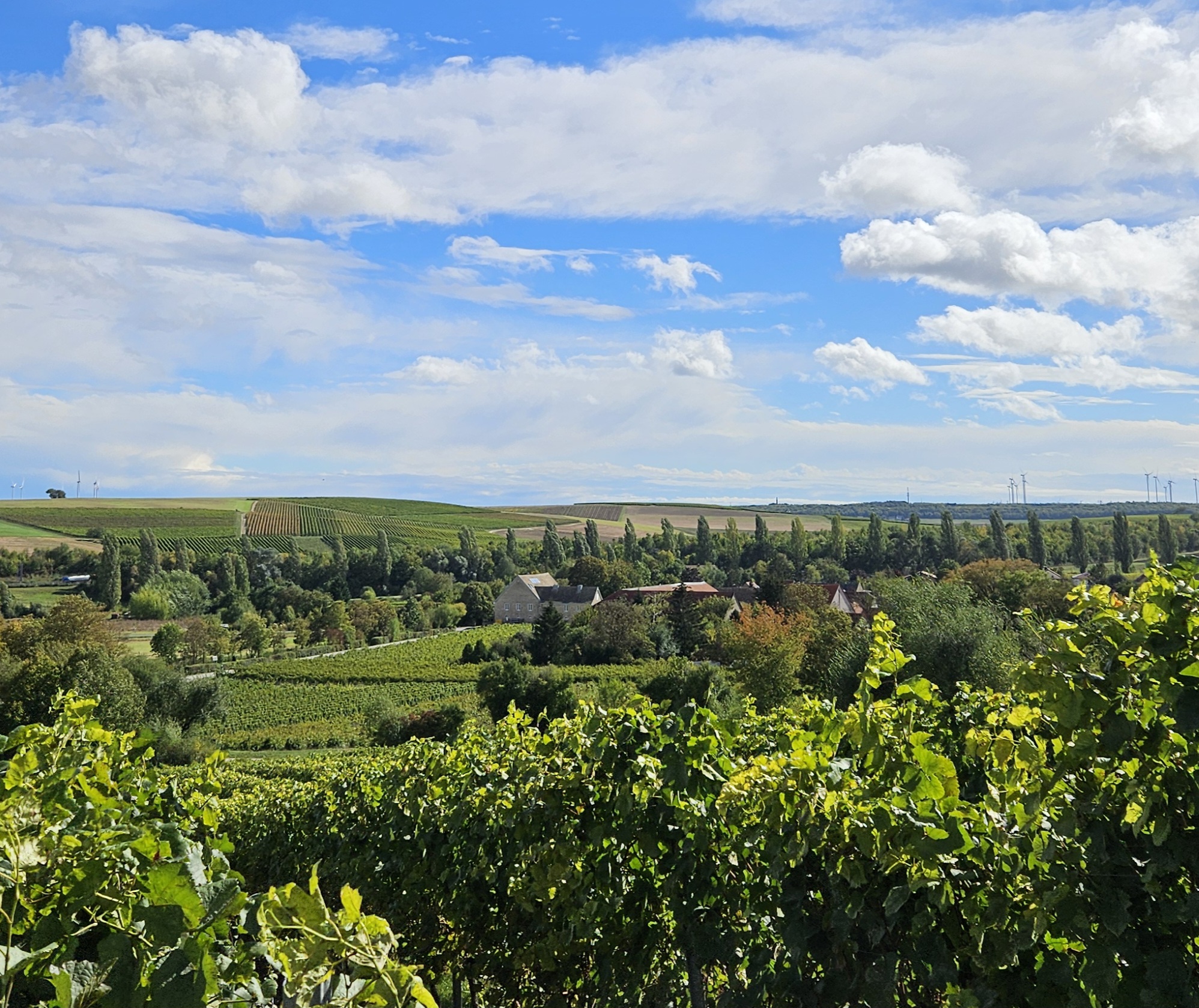 Der Gutshof des Weingutes Gustav Müller befindet sich im Herzen von Heimersheim in Rheinhessen.