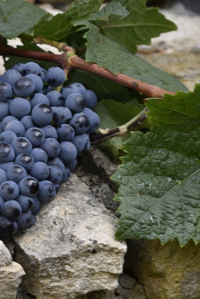 Merlot Rotwein Qualitätswein feinherb
